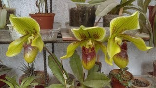 Paphiopedilum hibrido [upl. by Cosenza]