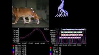 Dog Gait Analysis in 3D with Simi Motion [upl. by Eceined]