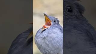 birds alarming animals alarm birdsounds nature love sound youtubeshorts beauty birdlovers [upl. by Snebur]