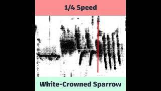 WhiteCrowned Sparrow Spectrogram in Slow Motion [upl. by Enicar]