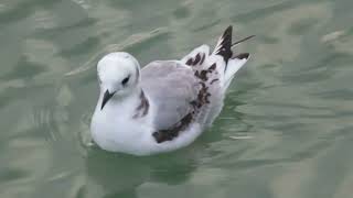 Blacklegged Kittiwake Rissa t tridactyla Brouwersdam ZH the Netherlands 22 Nov 2024 7 [upl. by Ellohcin778]