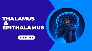 Brain Stem Model  Thalamus amp Epithalamus [upl. by Krever]