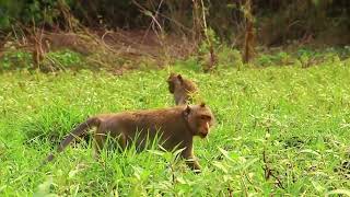 funny monkey videos on youtube [upl. by Nahsez346]