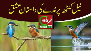 KINGFISHER BIRD LOVE STORY  URDUHINDI  C110NEWS HD  REPORTED BY AFZAL KHAN [upl. by Anyale]