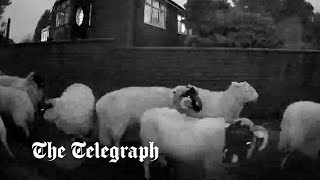 Sheep caught on doorbell camera sheltering from storm in suburban garden [upl. by Trixy942]