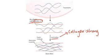 USMLE Step 1 Connective Tissue [upl. by Idou]