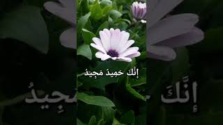 Reciting salawat  Allahumma Salli Ala Muhammad Salawat [upl. by Naired]