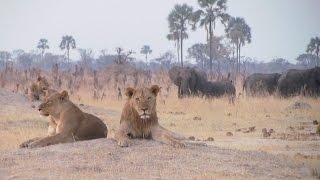 Hwange National Park Zimbabwe [upl. by Ehgit]