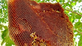 मधुमक्खी ऊंचाई पर ही छत्ता क्यों बनाती है  bee honey flowers [upl. by Minardi]