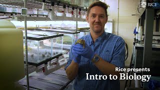 Intro to Biology Online Courses Ecology Evolution and Biodiversity  Rice University Online [upl. by Laleb]