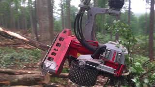 Processing hardwood with a Logmax 7000 on a Timber pro machine [upl. by Ericksen100]