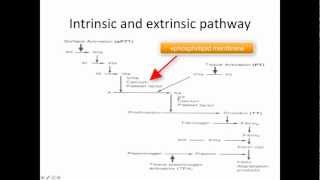 Hemostasis clotting system kallikrenin and regulation [upl. by Darees]