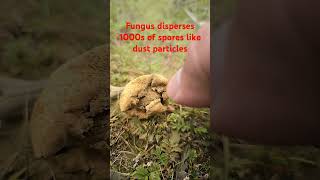 Fungal spores dispersal fungi spores macrofungi dispersalbiology [upl. by Areid]