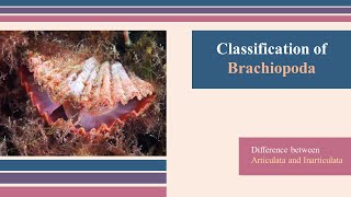 Brachiopoda Classification  Invertebrate Paleontology Geology  Articulata Vs Inarticulata [upl. by Ot]