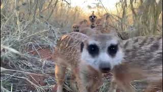 Experience meerkat closeup encounters at Tswalu Reserve [upl. by Lateh]