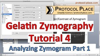 Gelatin Zymography Tutorial 4 Identifying MMPs by Molecular Weight [upl. by Williams455]