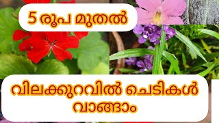 5 രൂപമുതൽ 200 രൂപ വരെ ചെടികൾPlantsofparadisee [upl. by Gifferd]