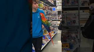 Taking my parrot to Walmart [upl. by Leroj594]