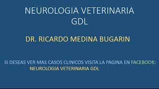 NEUROLOGIA VETERINARIA EMBOLISMO FIBROCARTILAGINOSO [upl. by Gareri]