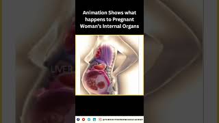 How a Womans Body Adapts During Pregnancy Incredible Organ Shifts Explained [upl. by Assehc700]