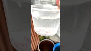 blood worm culture  best live food for betta and guppy  live food for fighter fish and guppys [upl. by Yorle]