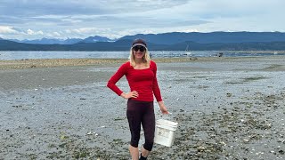 Canada  Clam Digging at Savary Island on Sunshine Coast BC [upl. by Ahsinel]