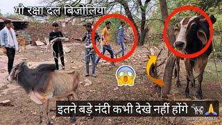 Injured Bull Rescue 😱 From Shamshan Ghat 🐄 Itne Bade Nandi ji kabhi nahi dekhe hongecow rescue [upl. by Alves]