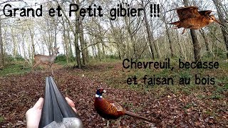 Chasse Grand et Petit gibier au bois  chevreuil faisan bécasse [upl. by Nageem387]