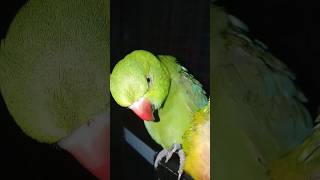 youtubeshorts parrot parrotsounds parrottalking greenparrotsound parrotsinging talkingbirds [upl. by Kathryn]