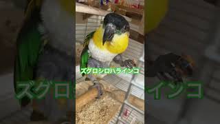 小鳥ショップで売っていた謎のブックエンド？！ インコ インコのいる暮らし セキセイインコ ズグロシロハラインコ birds shorts [upl. by Chambers]