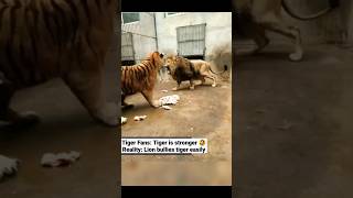 Tiger Vs Lion lion tiger youtubeshorts youtube trending animals [upl. by Towroy]