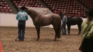 Irish Showing In Performance Halter Stallions [upl. by Straus]