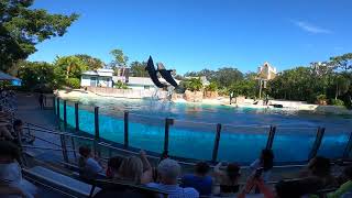 Dolphin Show at Seaworld Orlando Florida Part 2 [upl. by Iorgos]