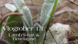 Vlogtober 13 Lambsear amp Timelapse [upl. by Trillbee185]