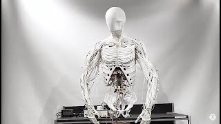 Torso by Clone  Bimanual Android with Artificial Muscles [upl. by Rednazxela]