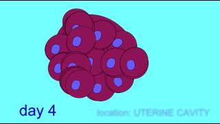 EMBRYONIC DEVELOPMENT IMPLANTATION [upl. by Hanyaz]