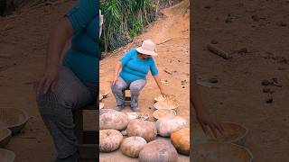 Salí a cosechar lapas o potos cerca de mi casa para hacer vajilla campesina cocina vidacampesina [upl. by Hesketh]