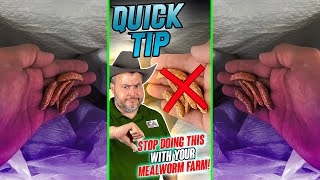 QUICK TIP  Stop Doing This With Your Mealworm Farm  Maximizing Mealworm Supplements  Shorts [upl. by Llenhoj]