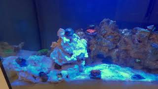 Added 2 Anemones to Nano Reef Tank Timelapse [upl. by Htiek720]