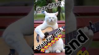 Comedy videos।funny short।cat music।comedy shorts [upl. by Hadria218]