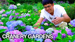 Beautiful Perennial Cut Flower Garden Tour Early Summer [upl. by Yssis]