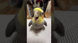 Cockatiel Singh birds parrot cockatielsinging pet cockatiel cute [upl. by Emlyn]