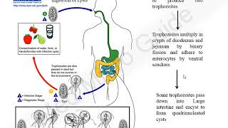 Giardia lamblia lecture [upl. by Hasin]