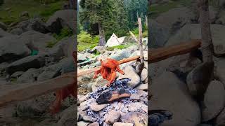 Survival skills  How to get water from a height survival camping shorts [upl. by Cook593]