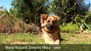 392 Pies 🐕  Zwierze Mocy  Pies w kartach Lenormand  szamanizm rytualy magiczne M Bucardi [upl. by Aniham]