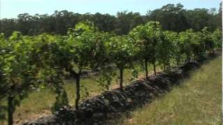 Tyrrells Winery Hunter Valley NSW Australia [upl. by Waxler]