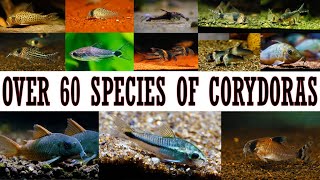 The Ultimate Corydoras Collection 60 Stunning Species [upl. by Giliana868]