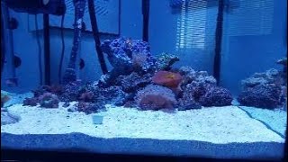 Using Sealab no 28 blocks in your reef tank [upl. by Zahavi]