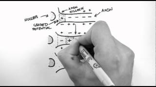 Action Potentials 3  Action Potential Propagation [upl. by Aiclef933]