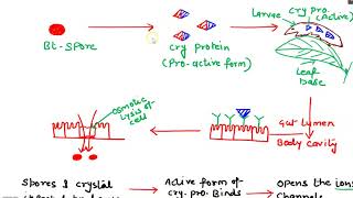 BT TOXIN BIOPESTICIDES PART 2 [upl. by Inwat]